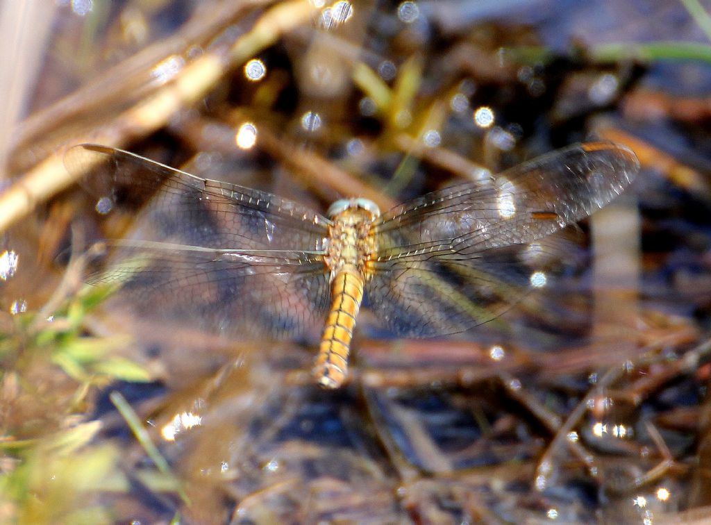 Orthetrum brunneum?